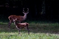 cerf (5)
